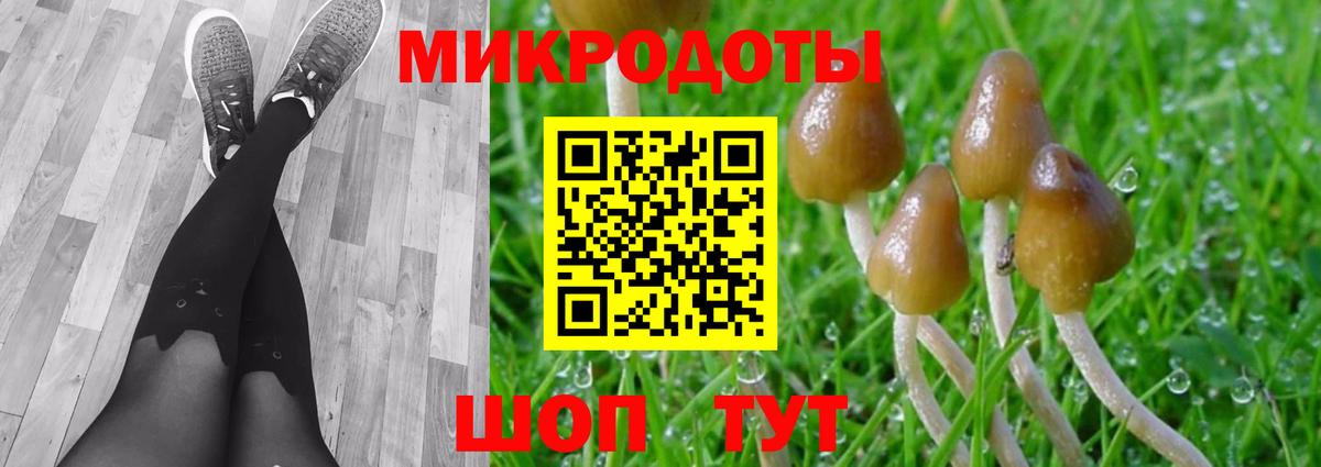 Галлюциногенные грибы Psilocybine cubensis Кизляр